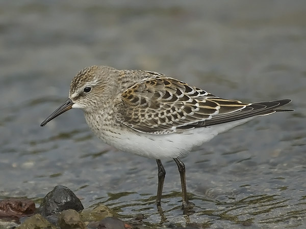 Valkoperäsirri, White-rumped Sandpiper, Calidris fuscicollis